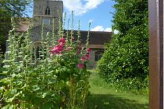 Hollyhocks-Church